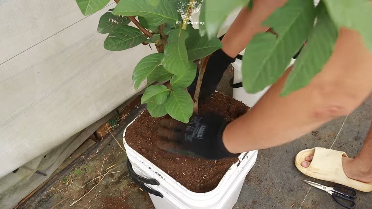 Rooftop Guava Tree Growing