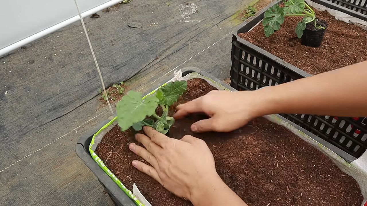 Grow watermelon at home