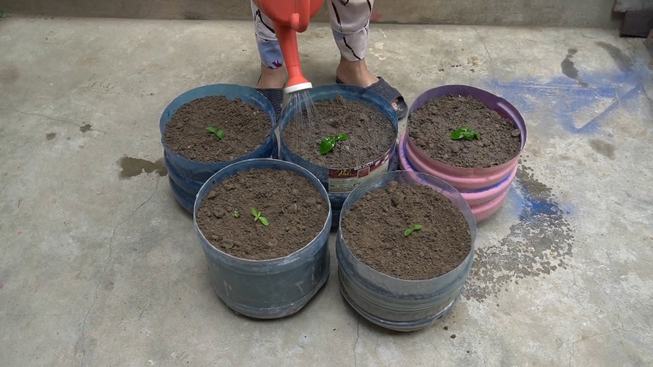 Cabbage in Plastic Bottles