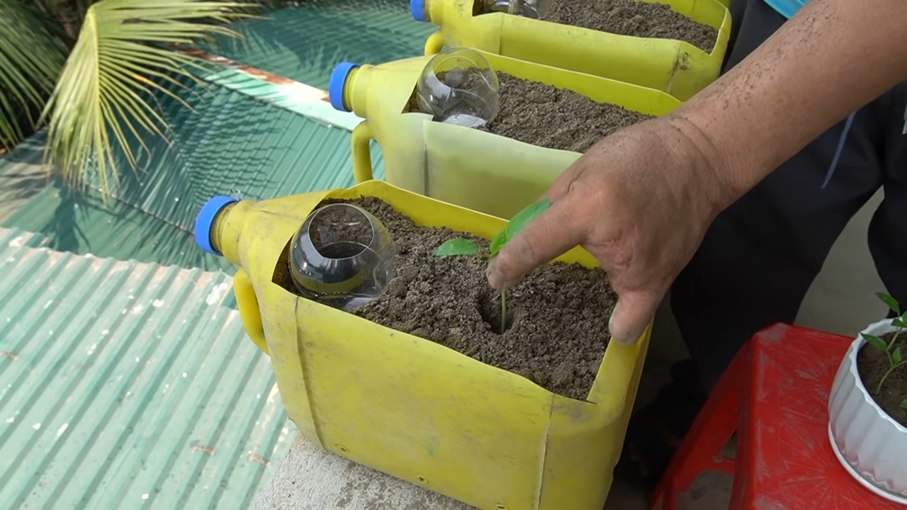Bottle gardening bell peppers