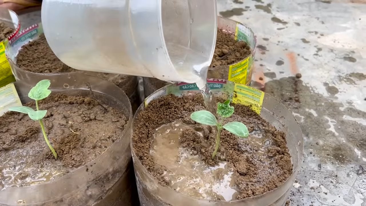 Watermelon growing tips free