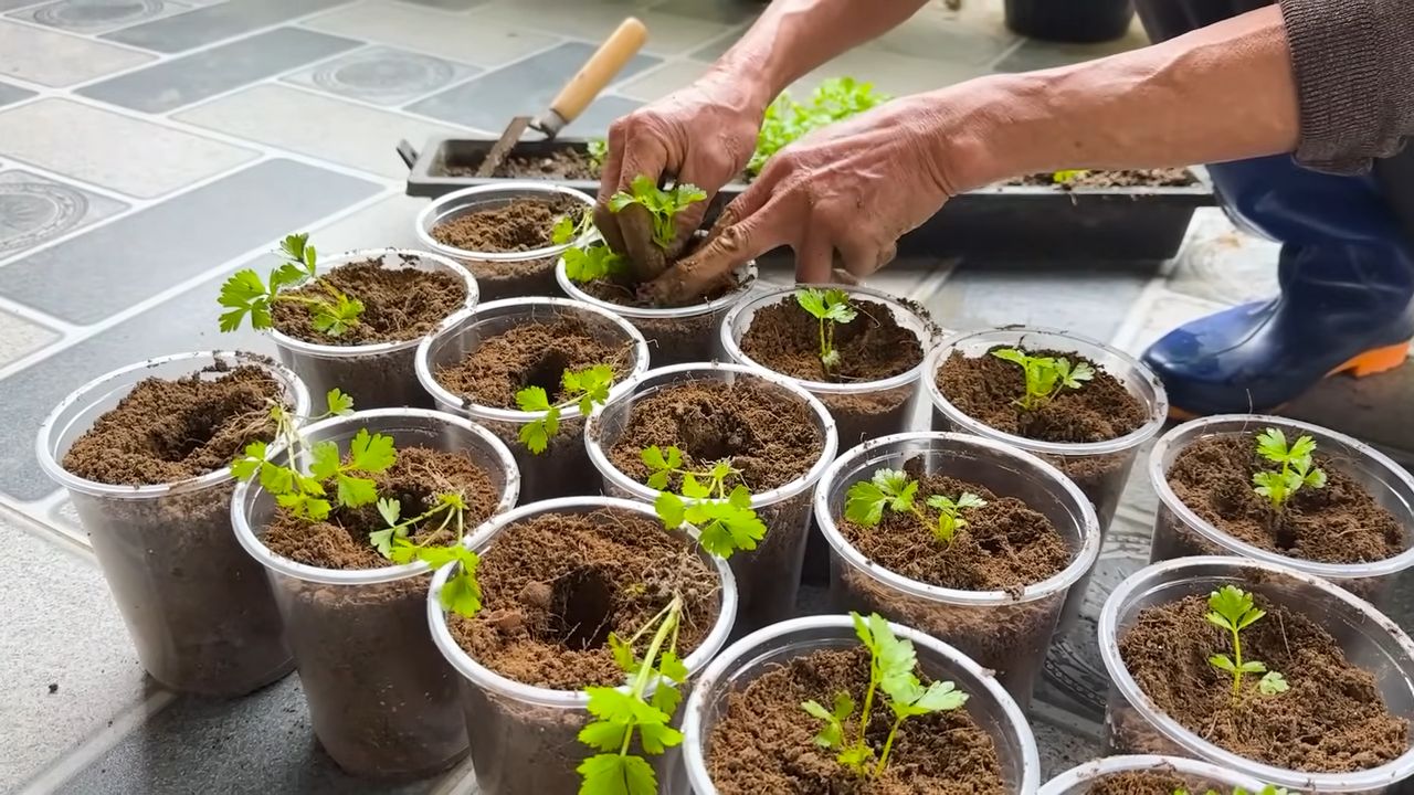 Grow Celery From Cuttings