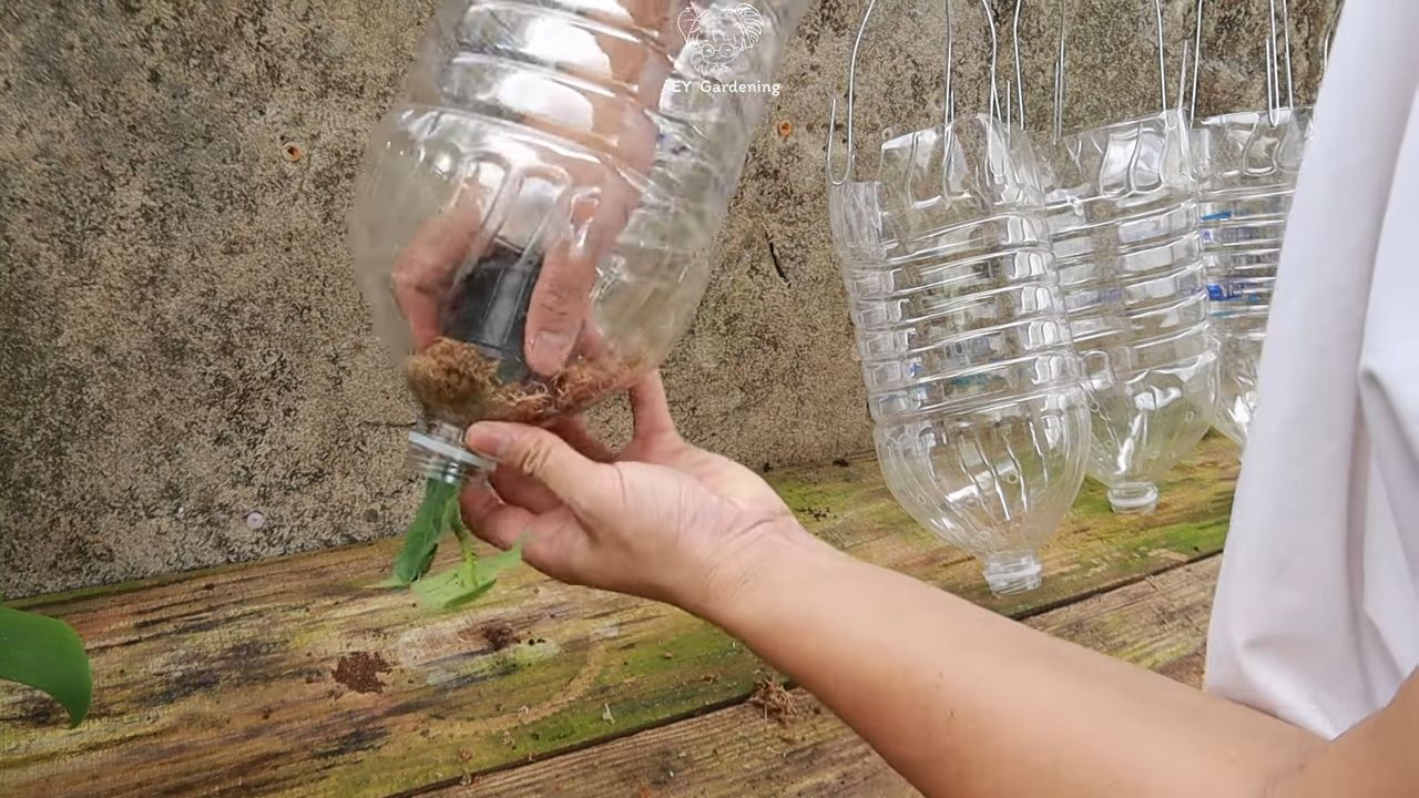 Growing White Eggplants