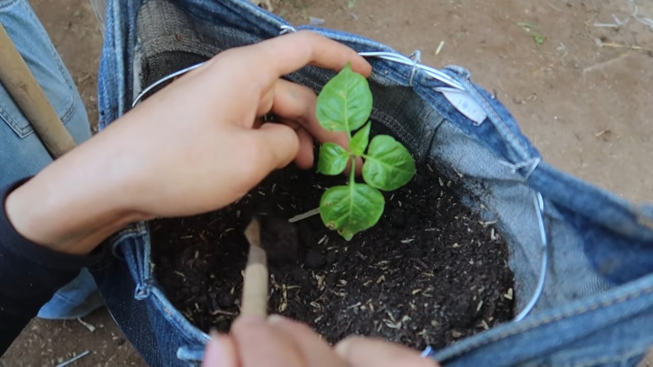 Jeans for pepper plant growth