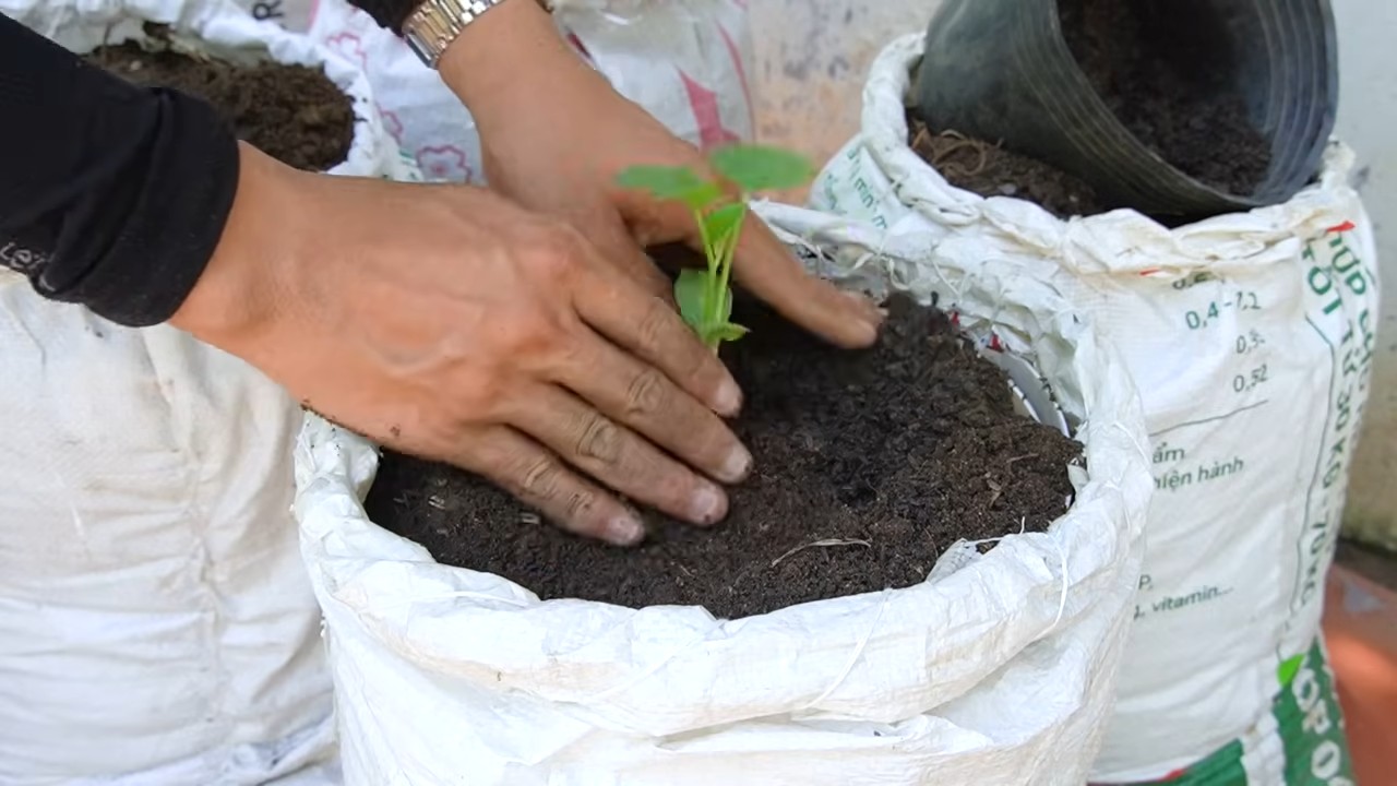 Growing cantaloupes in grow bags