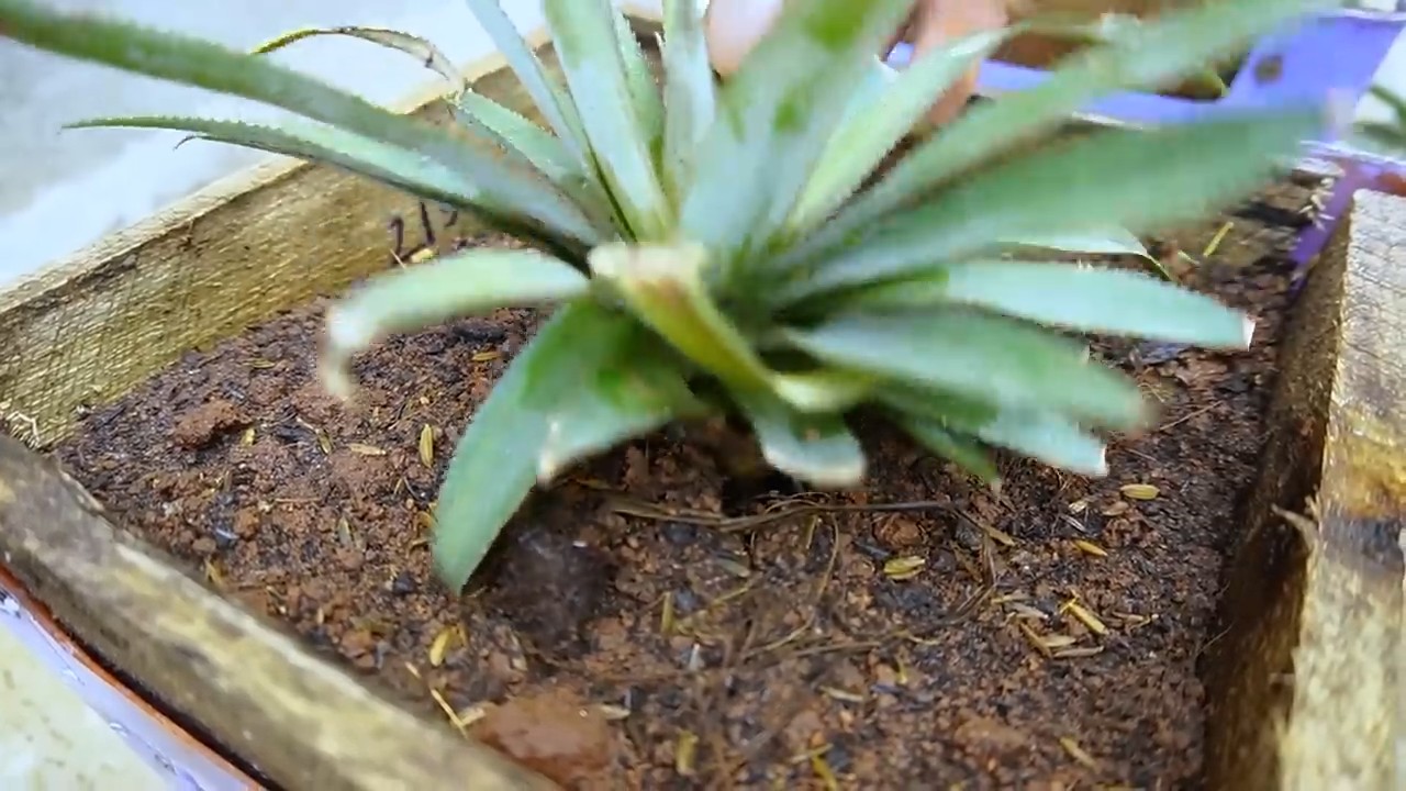 Grow pineapple chair method