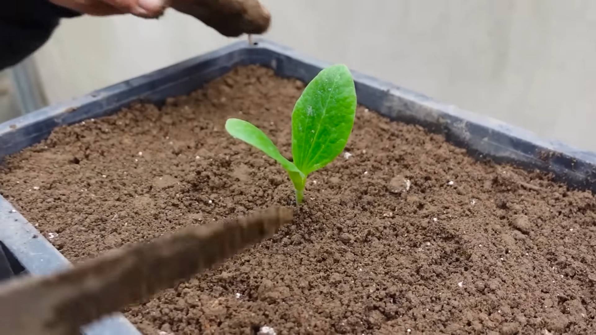 All Season Zucchini Growing