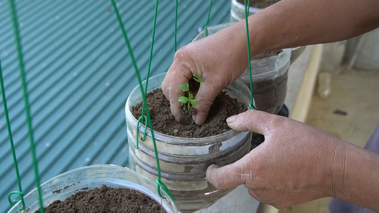 Hanging garden celery growing