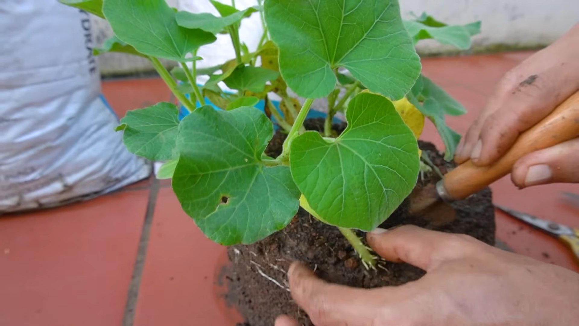 Growing Gourds in Bags