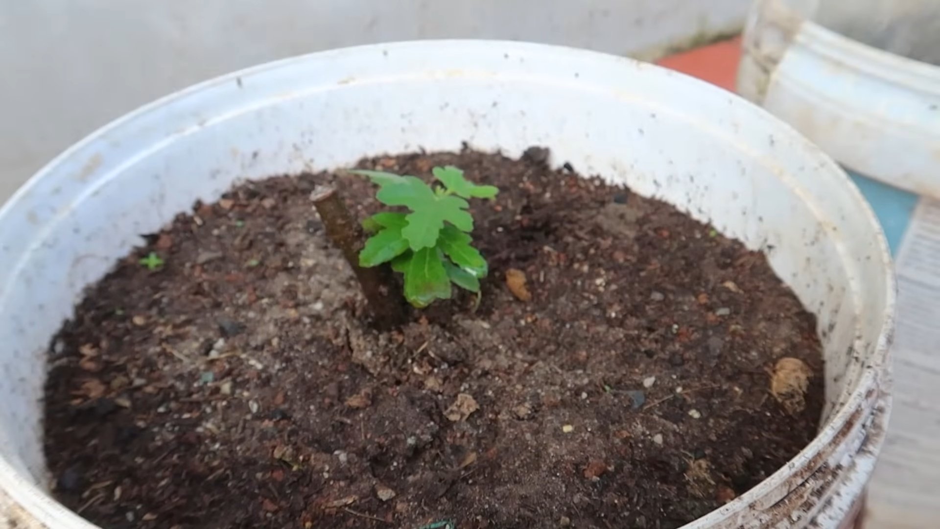 Growing Figs at Home