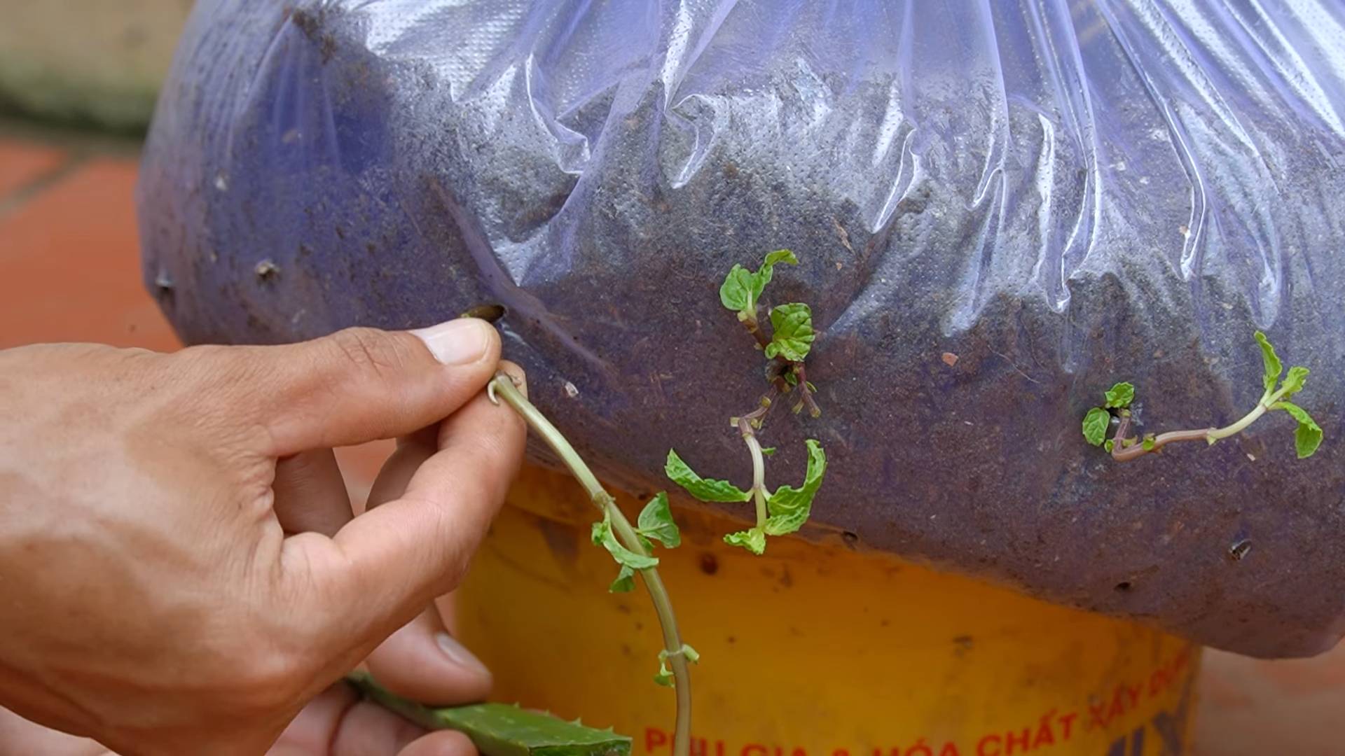 High Yield Vegetables to Grow