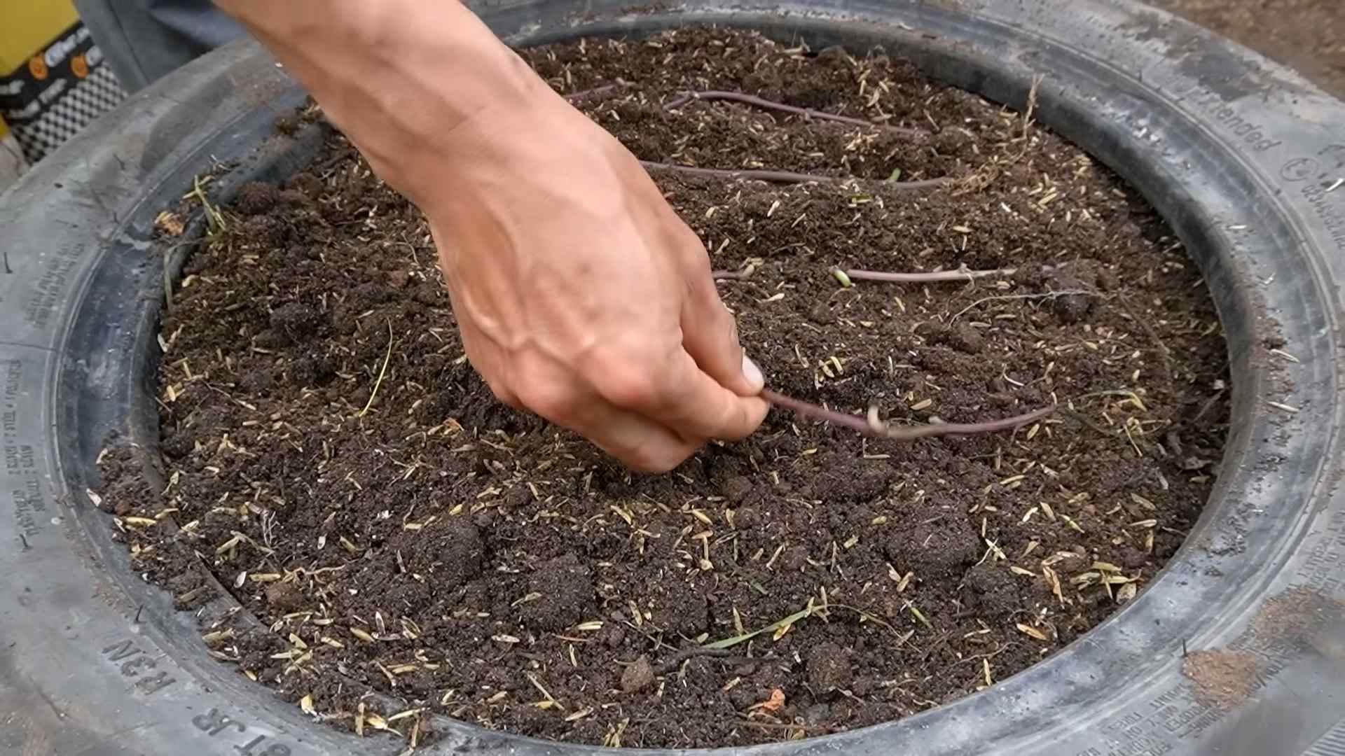 Growing Sweet Potatoes Easily