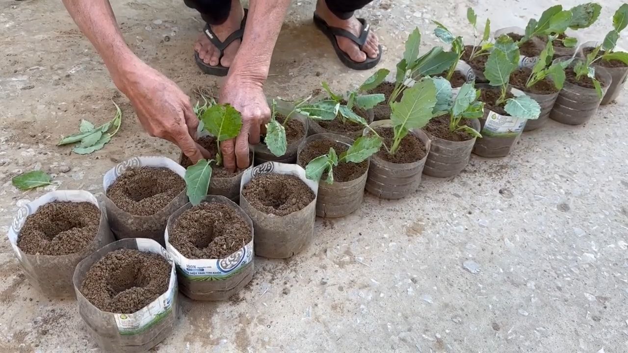Hanging garden DIY setup