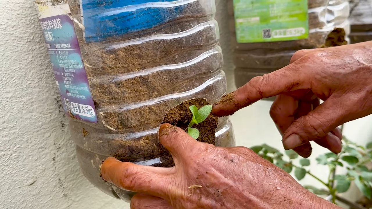 Eggplant Growing Problem Solved