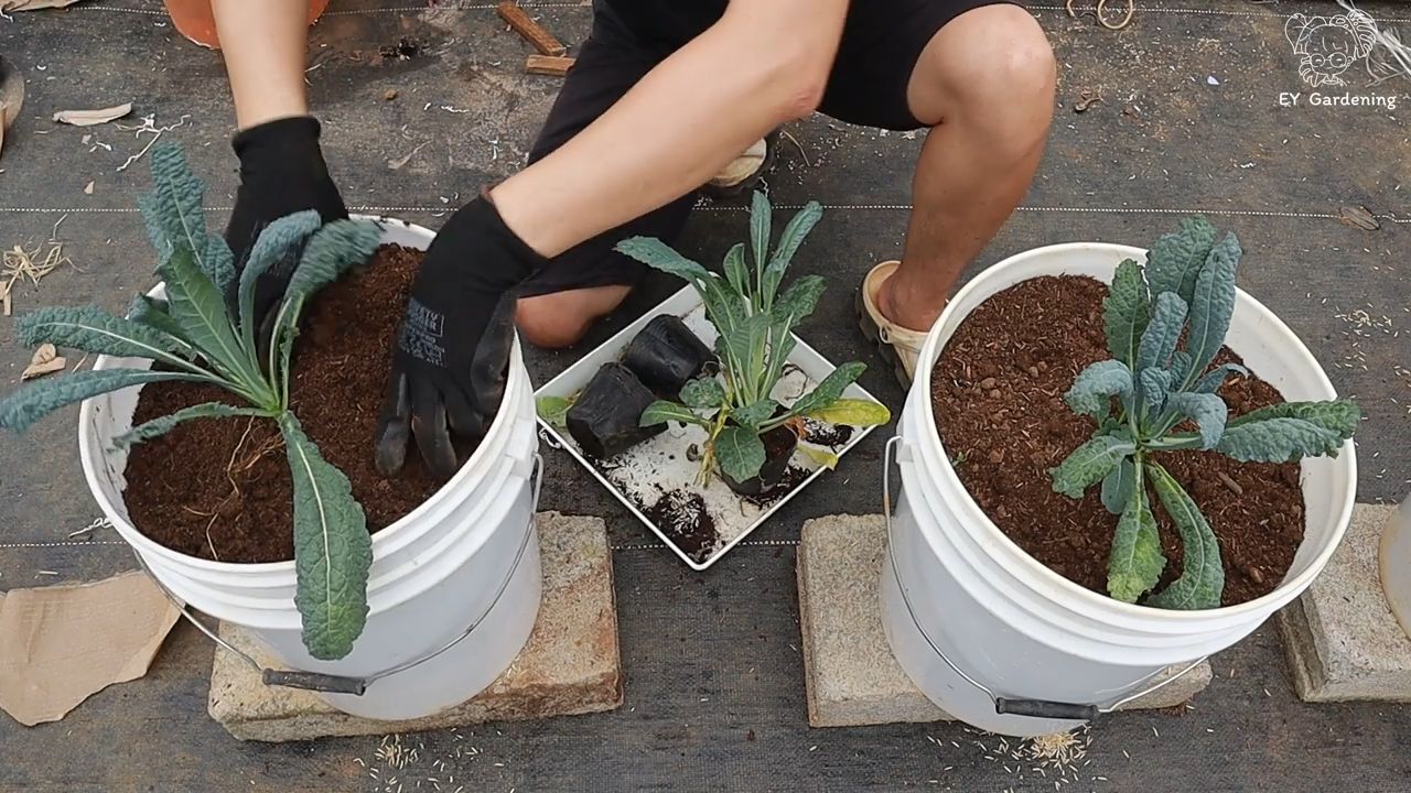 Rooftop Kale Garden Easy Setup