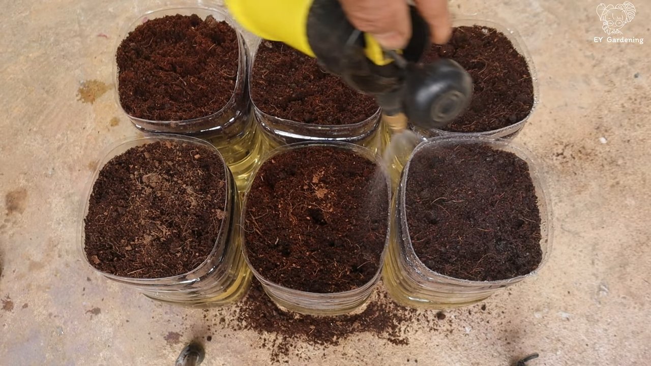 Growing green onions from seed