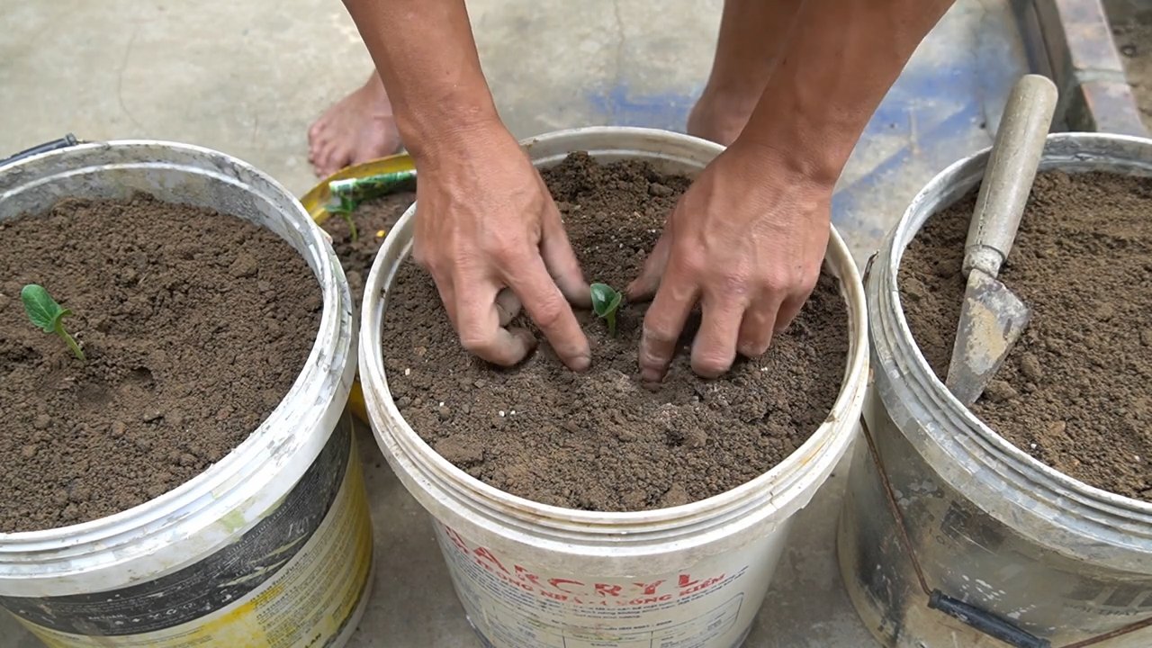 Growing zucchini in containers