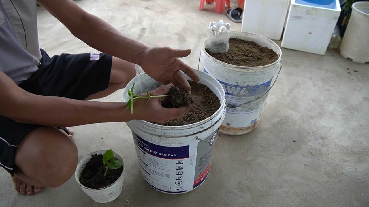 Bitter Melon Tub Planting