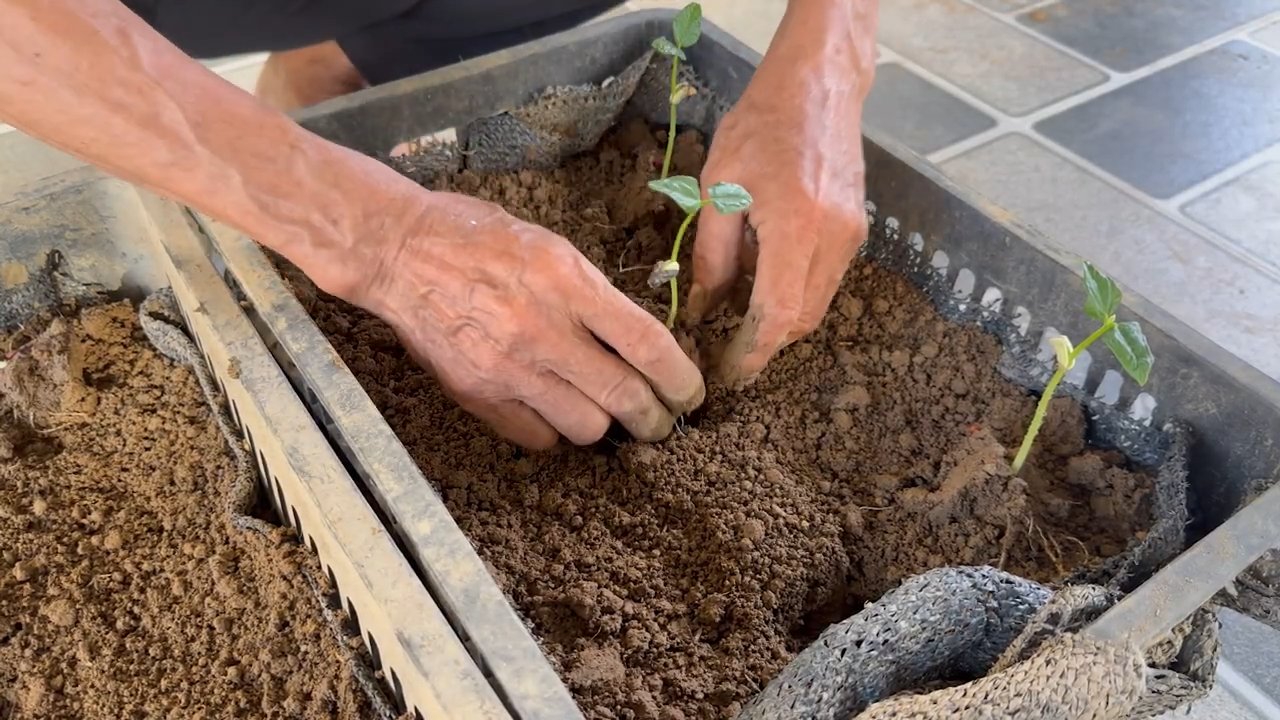 Low Maintenance Cowpea Garden