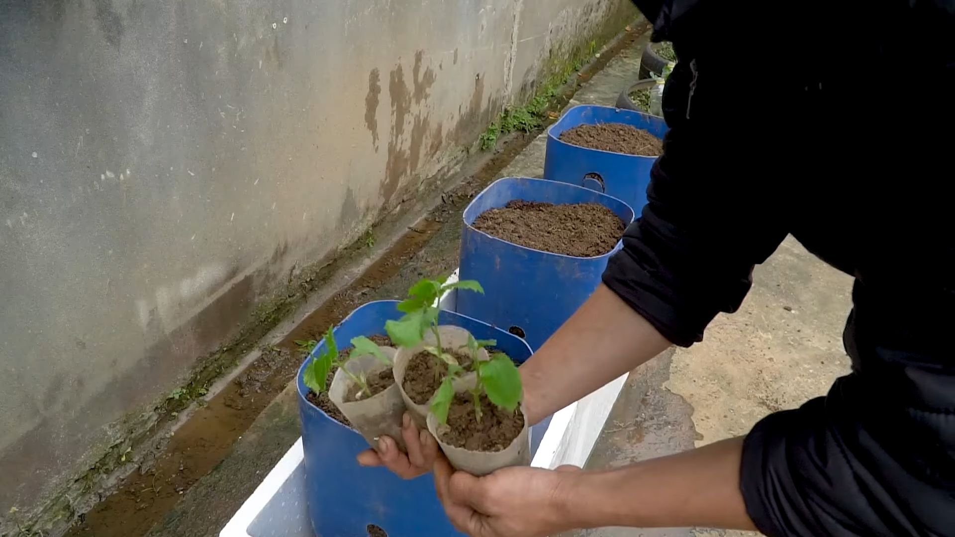 Growing Bitter Gourds Indoors