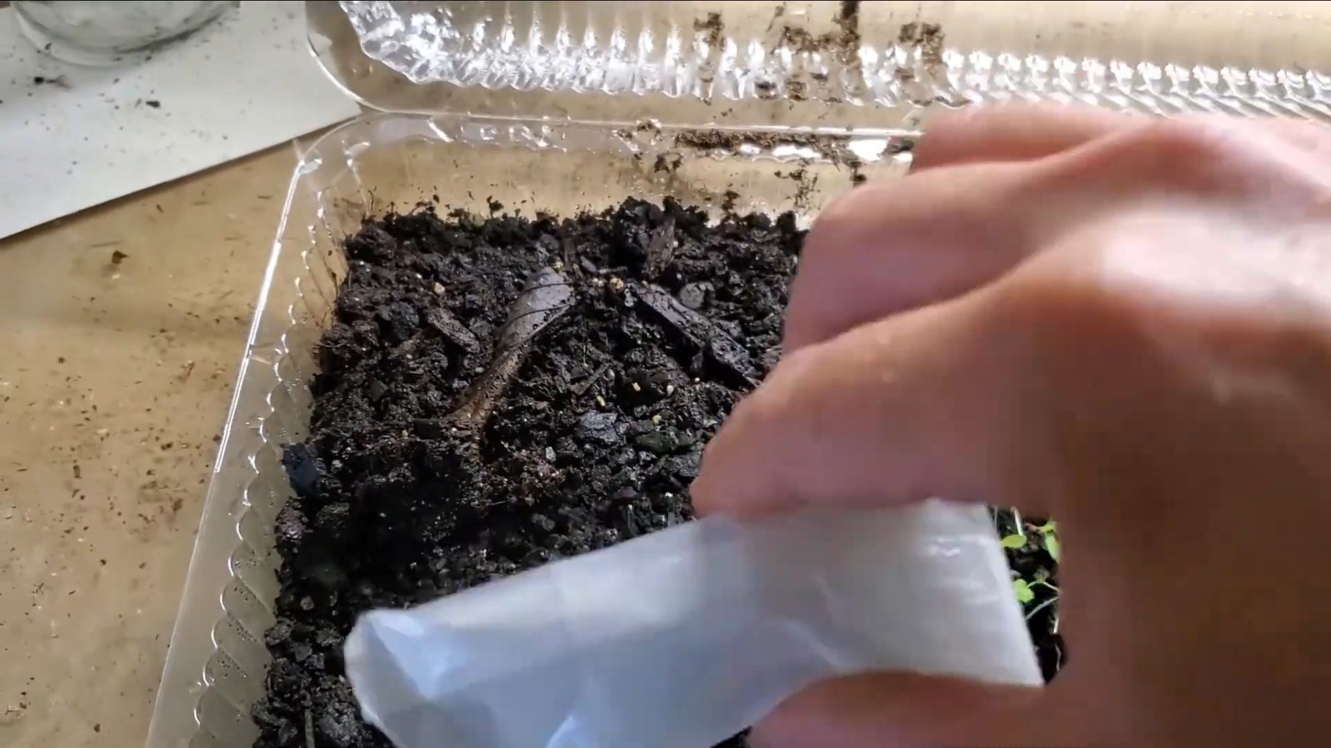 Grow Heuchera from Seeds