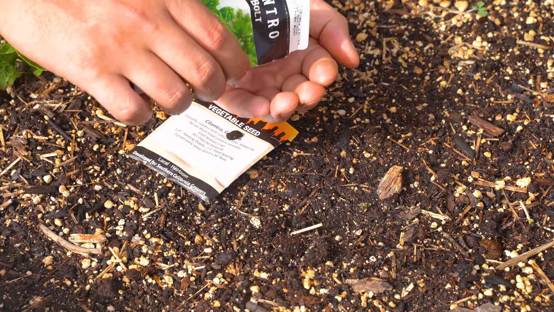 Cilantro Bolting Prevention Tips