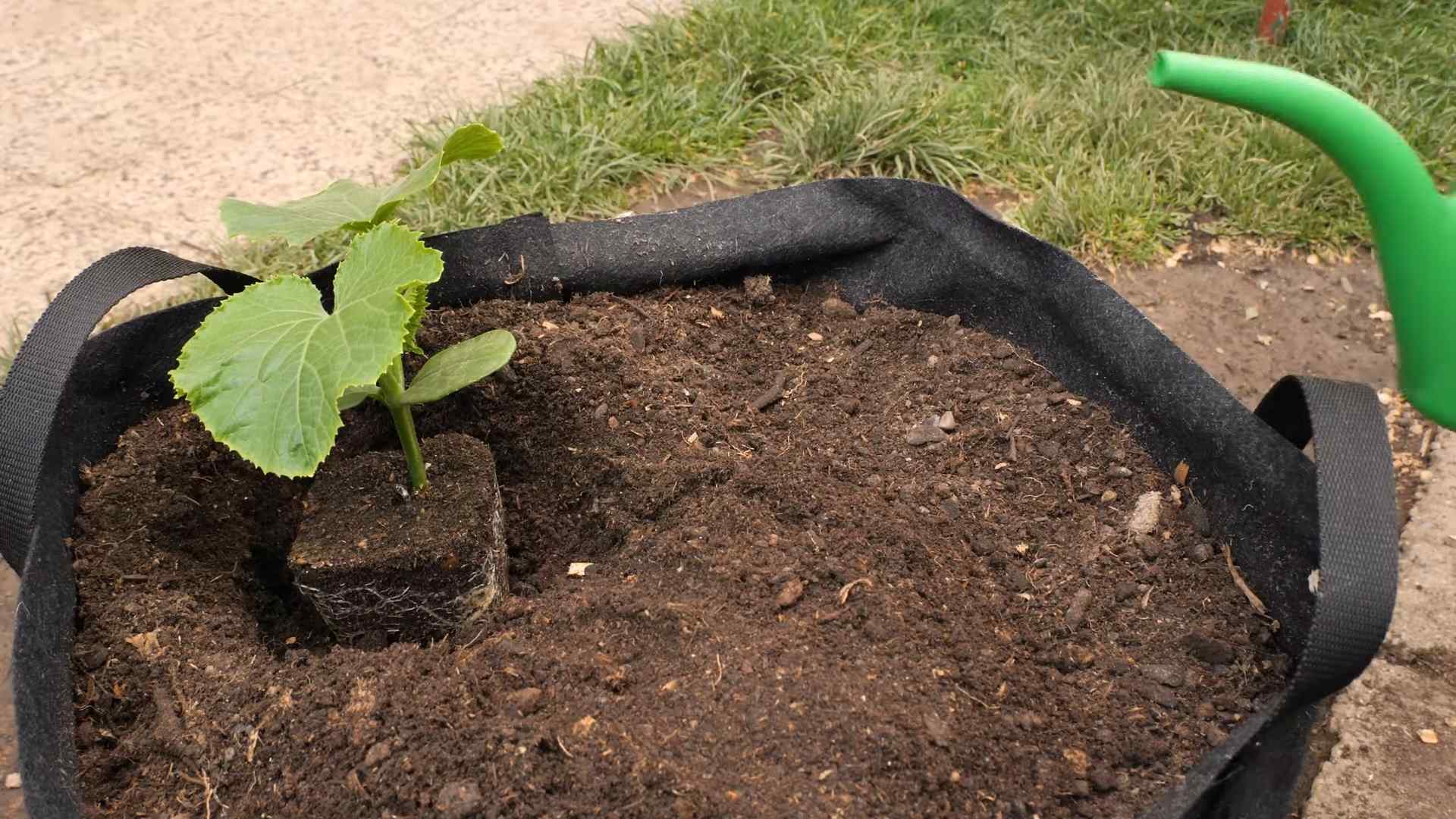 Growing Cucumbers at Home