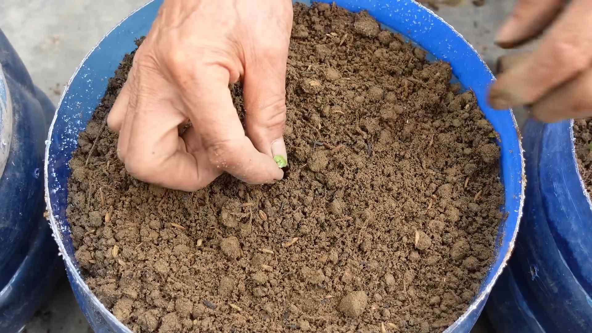Grow Napa Cabbage Small Space