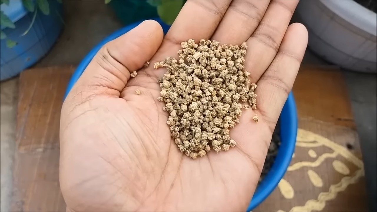 Harvest Spinach at Home
