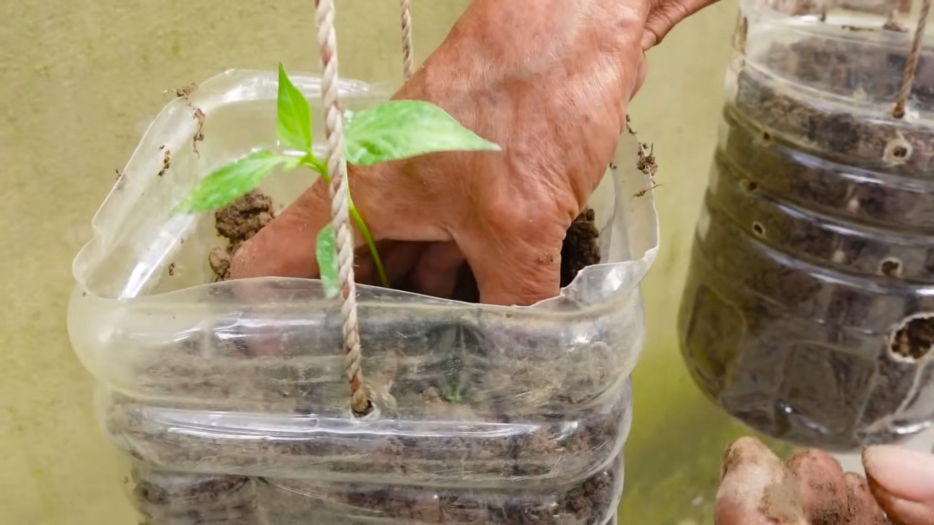 Growing Chili Peppers Anywhere
