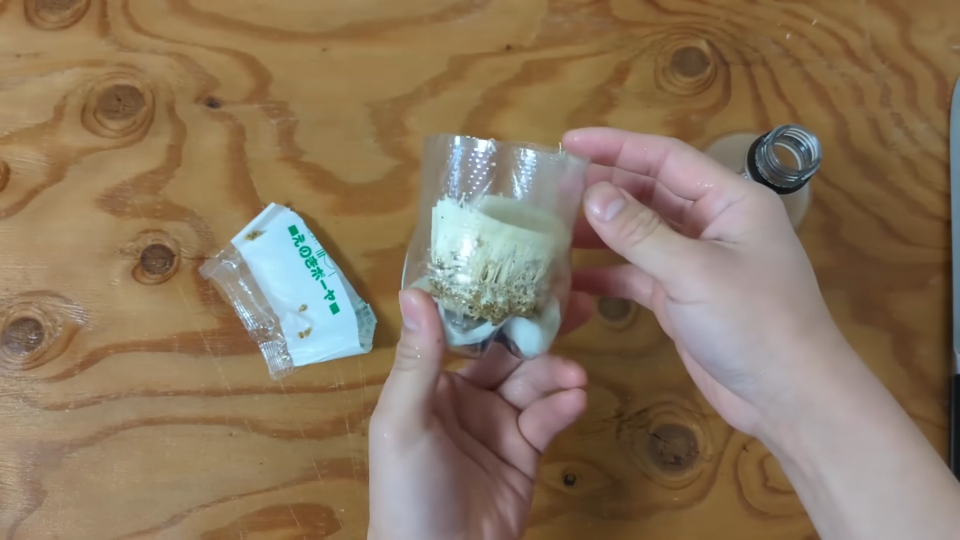 Regrow Enoki Mushrooms at Home