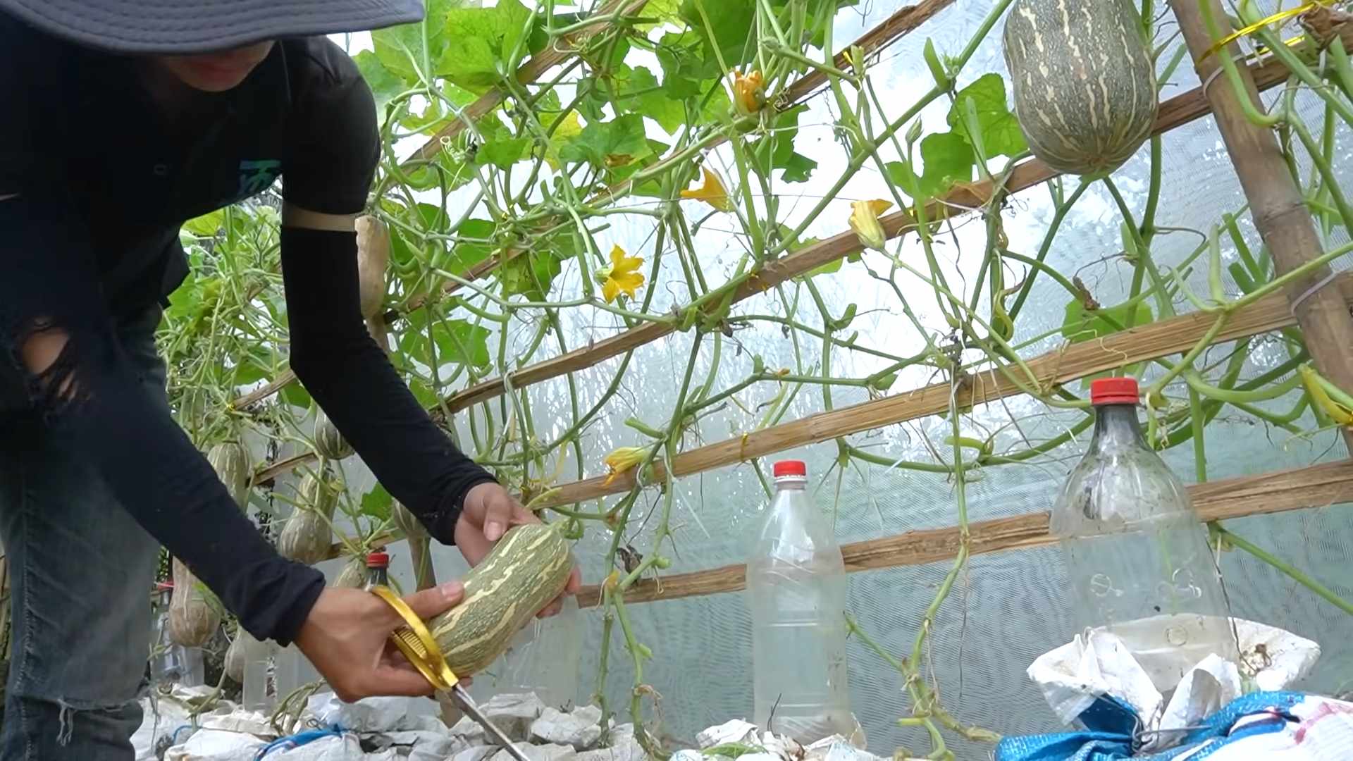 Butternut Squash Growing Tips