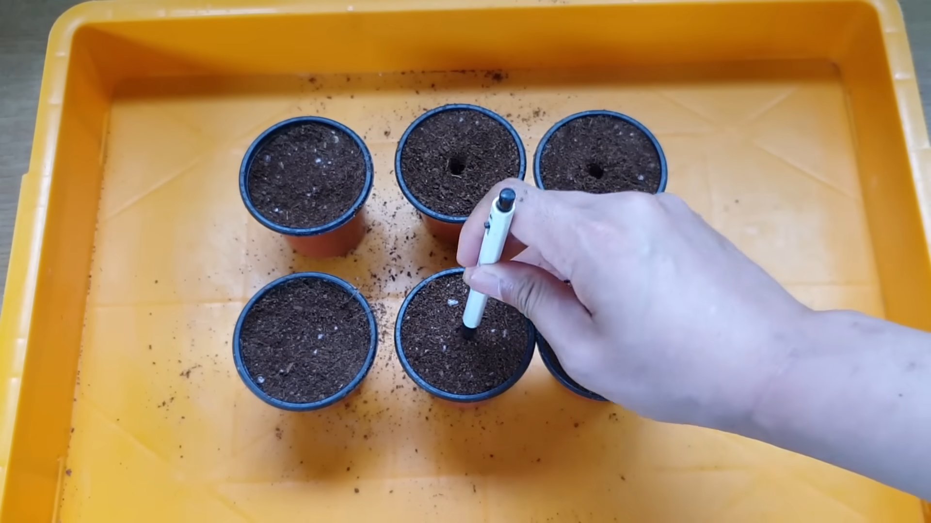 Grow Lemons Indoors from Seed