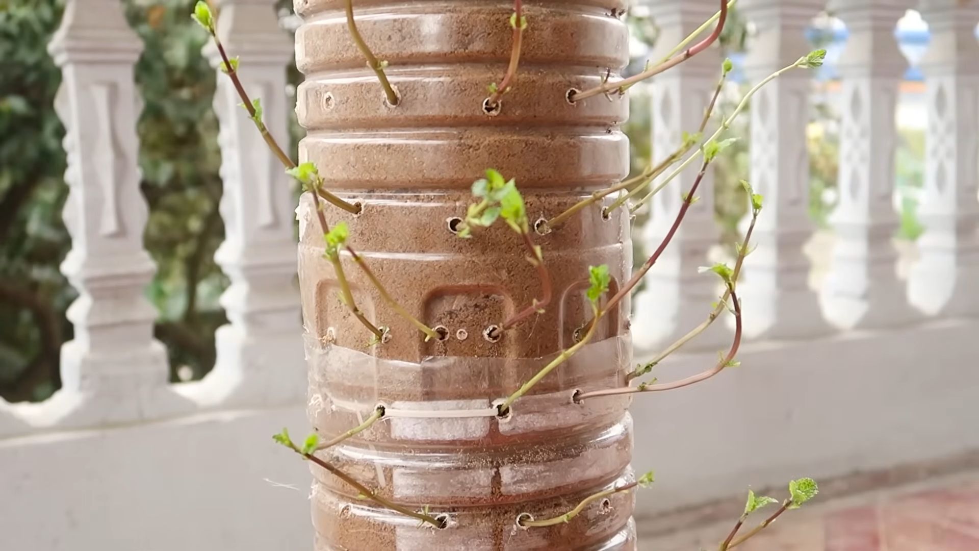 Hanging Mint Garden DIY