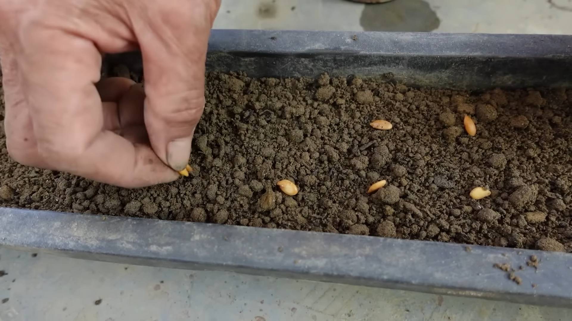 Zucchini Planting Hacks