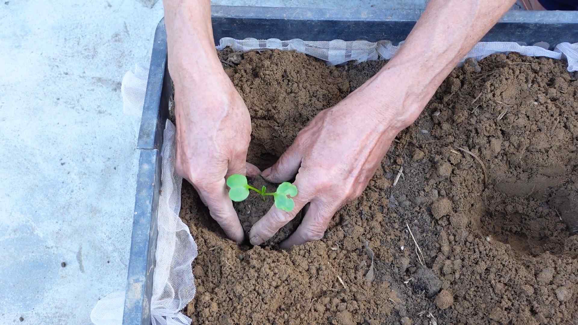 Growing Radishes Easily
