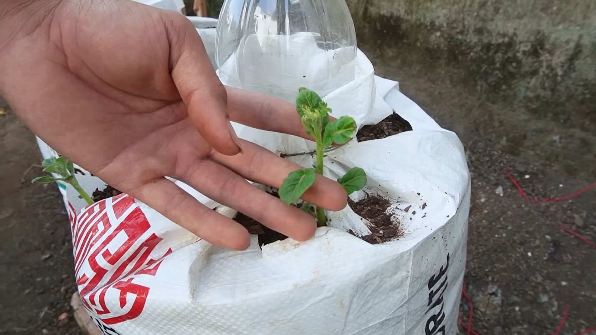Grow Potatoes at Home Easy