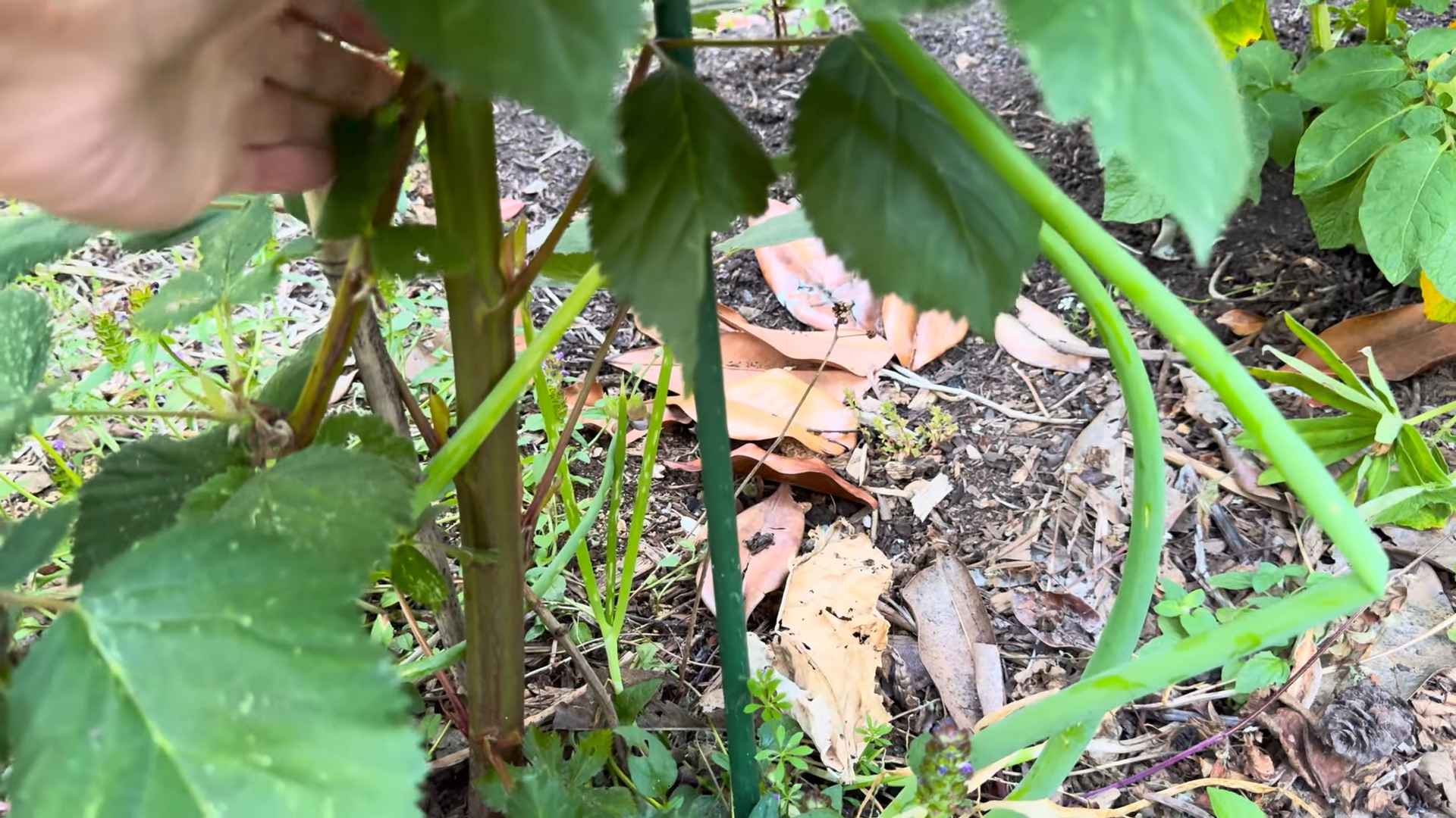 Honeyberry Harvesting Tips
