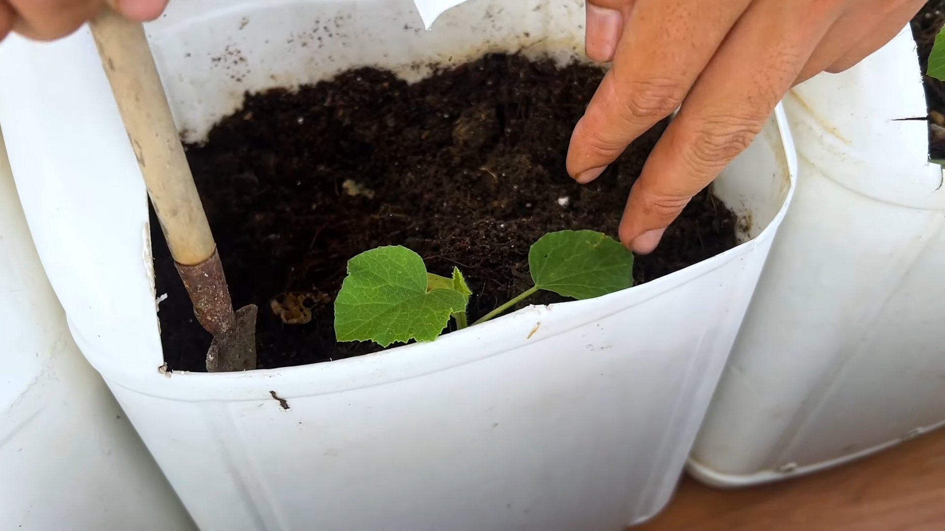 Grow melons at home