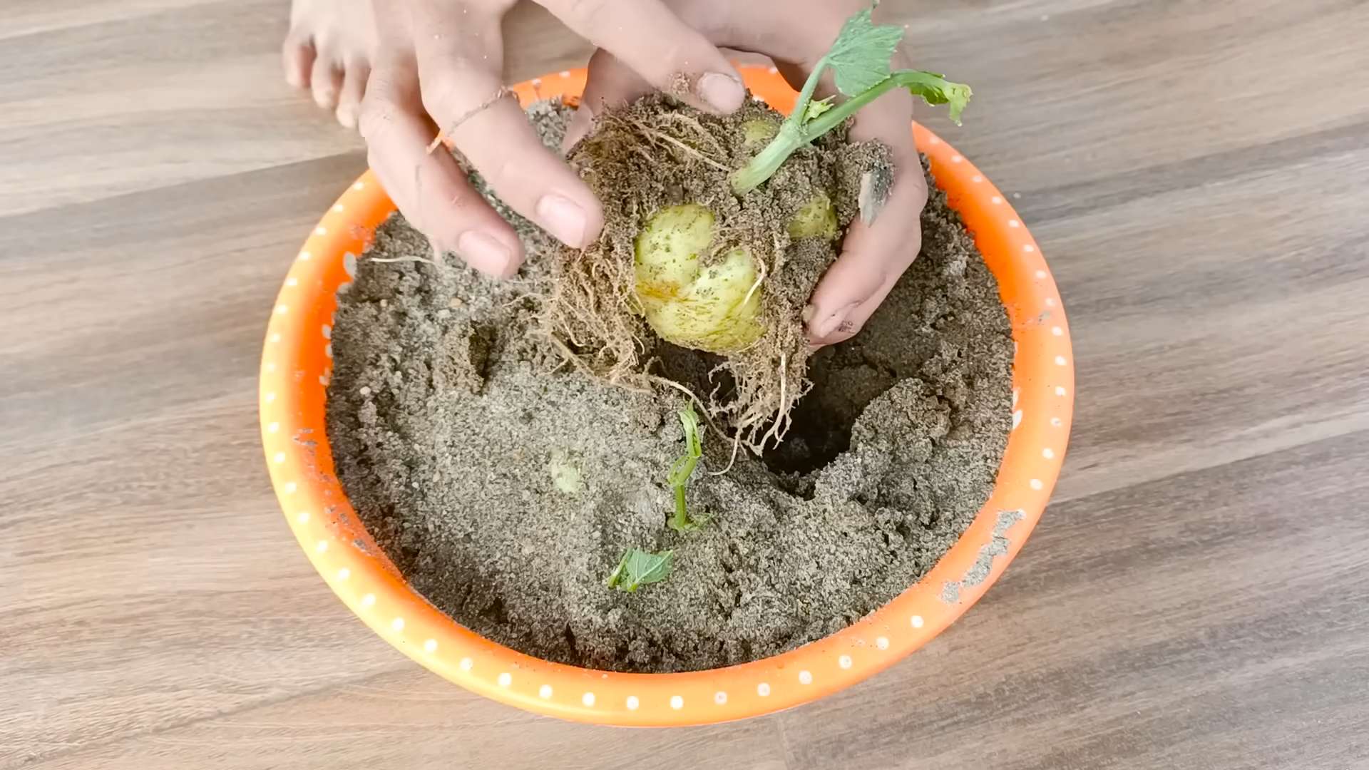 Chayote Vine Terrace DIY