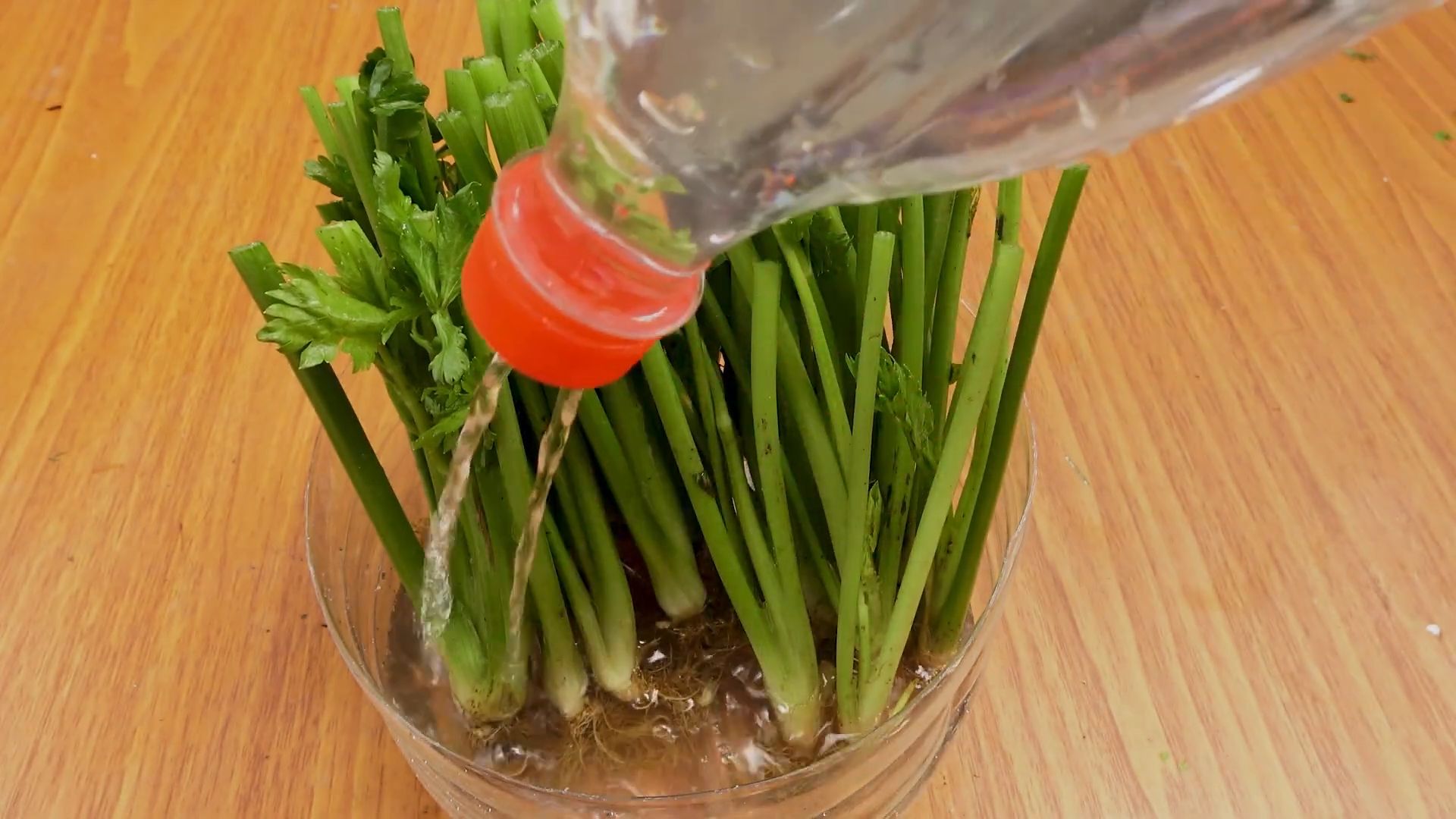 Growing Celery in Containers