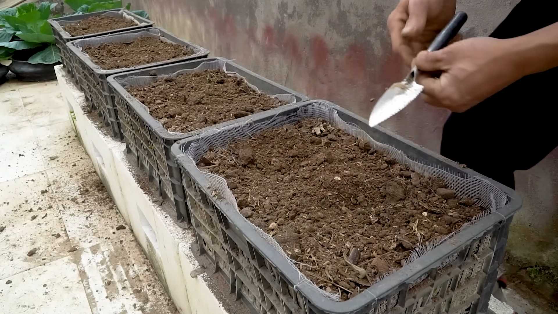 Harvesting Zucchini the Right Way