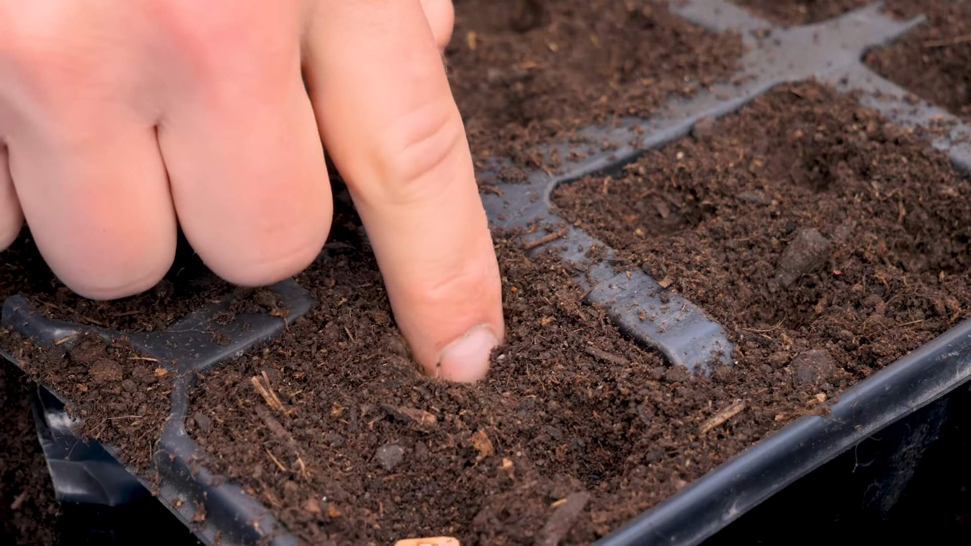 Bush Beans in Pots