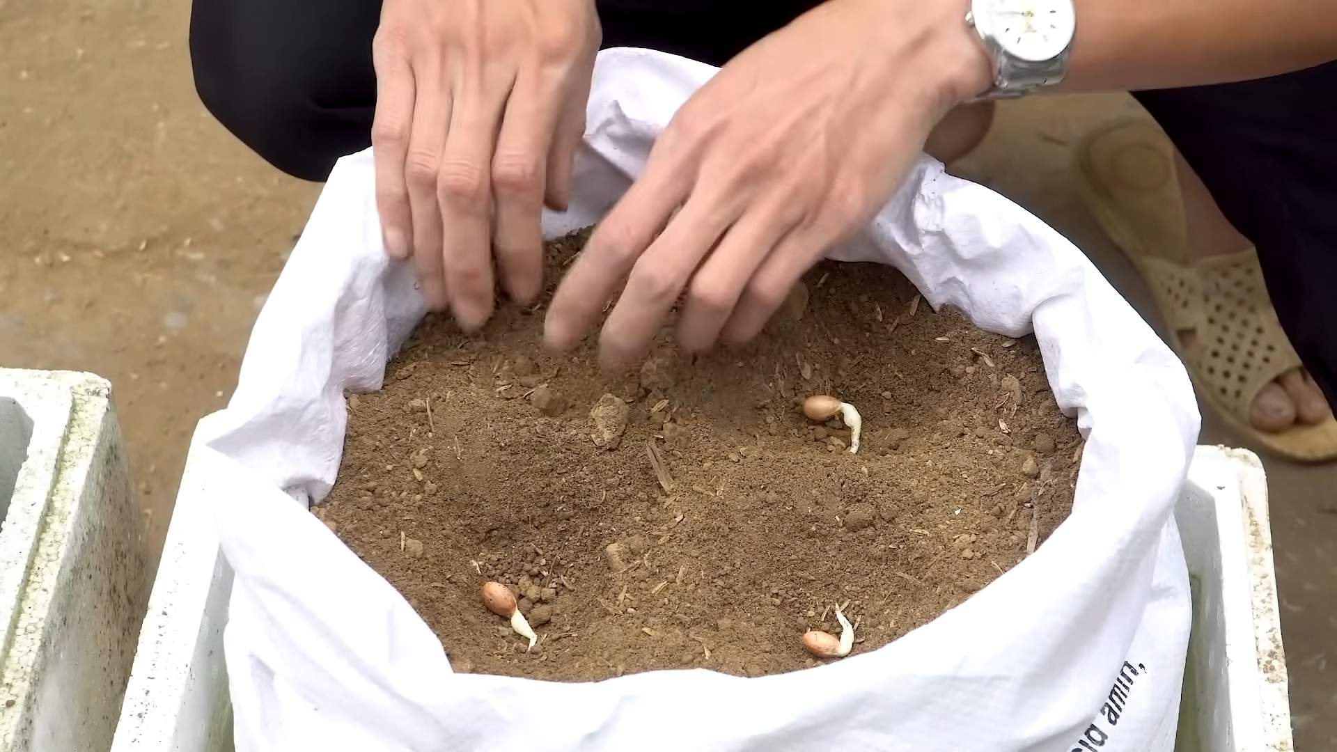 Growing Peanuts in a Sack