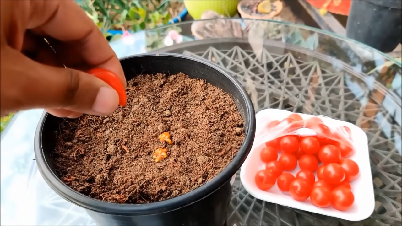 Grow Cherry Tomatoes Home