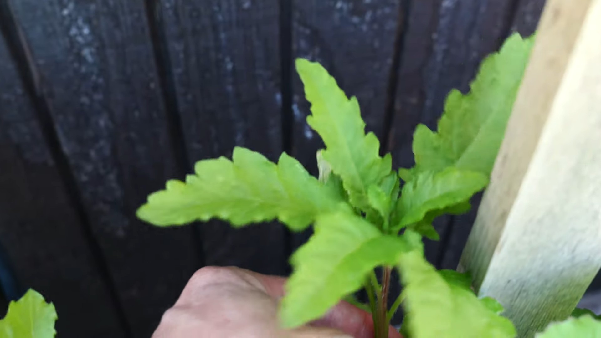 Growing Epazote at Home