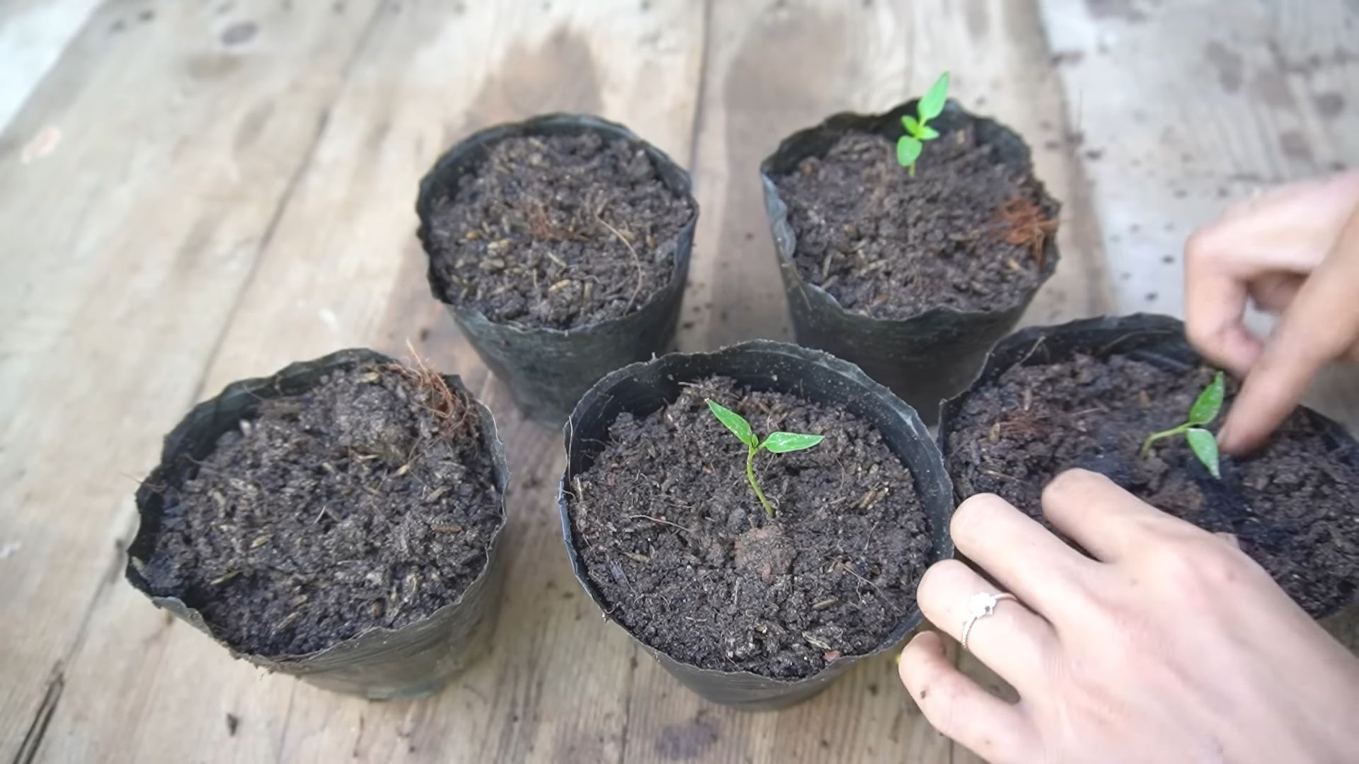 Grow Purple Sweet Peppers