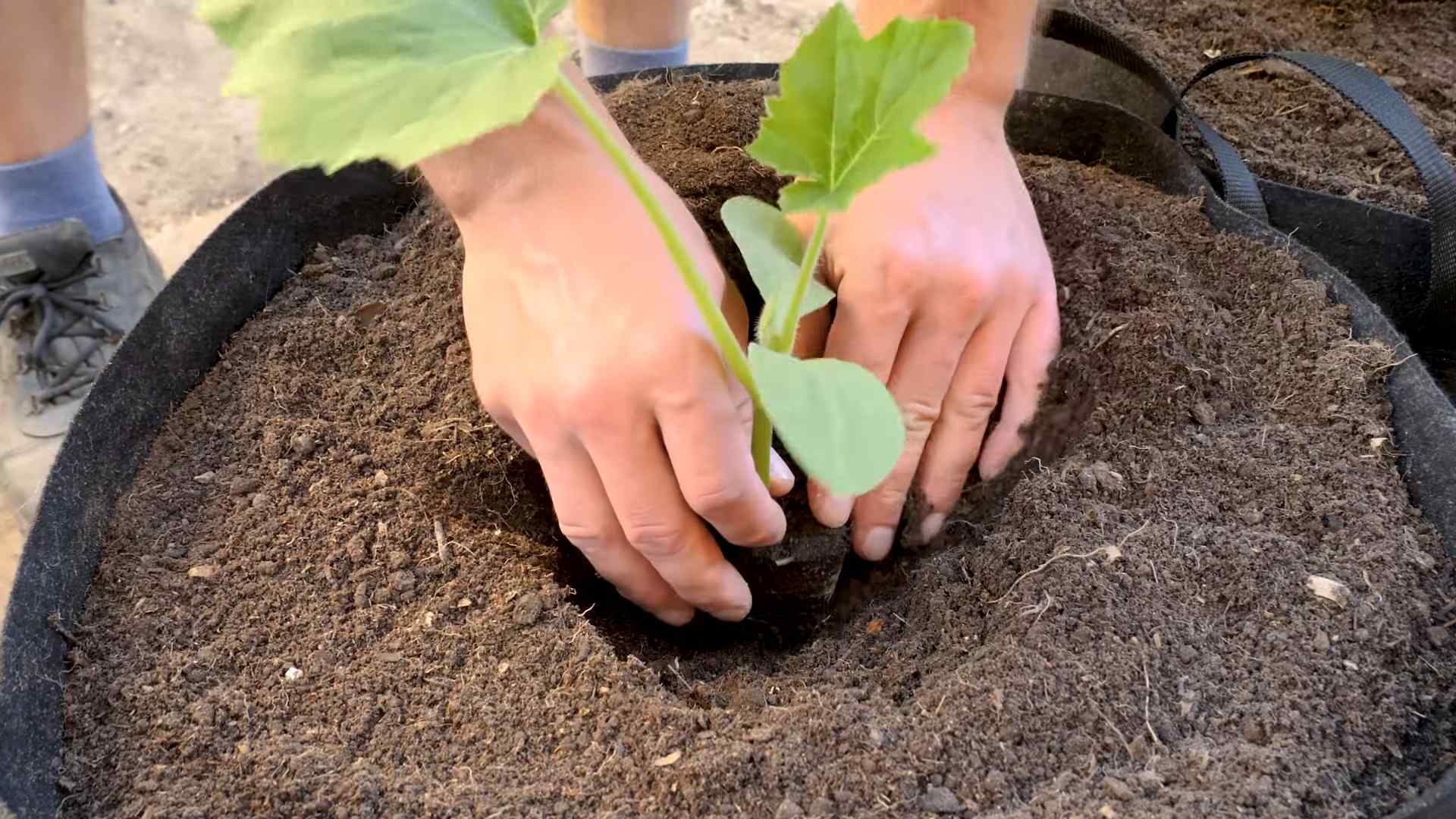 Grow Summer Squash Small Space