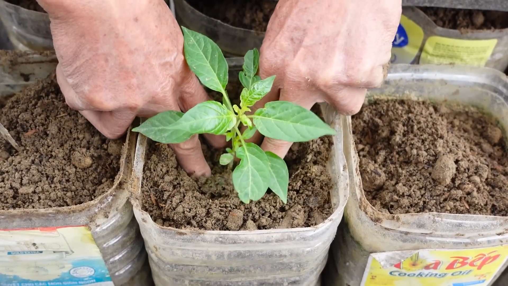 Balcony Chili Growing Tips