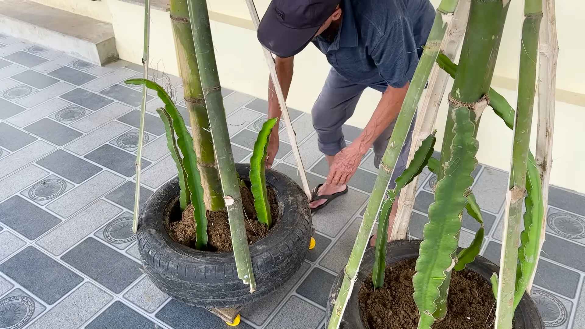 Dragon Fruit Backyard Cultivation